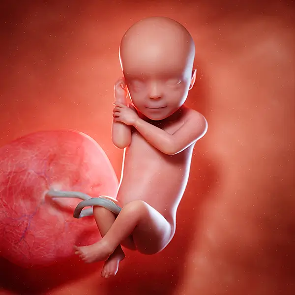 3D visualization of your baby
